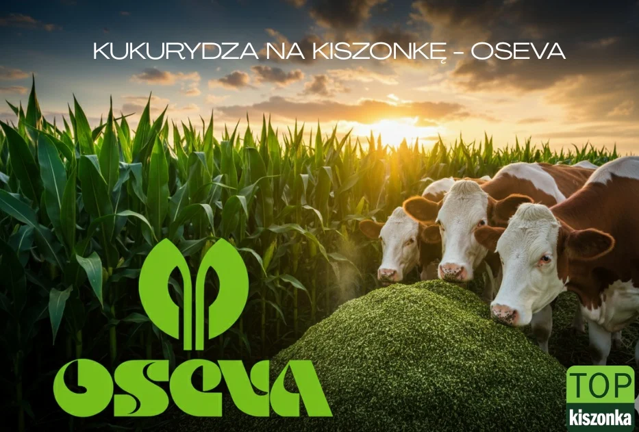 Najlepsze odmiany na kiszonkę 2026