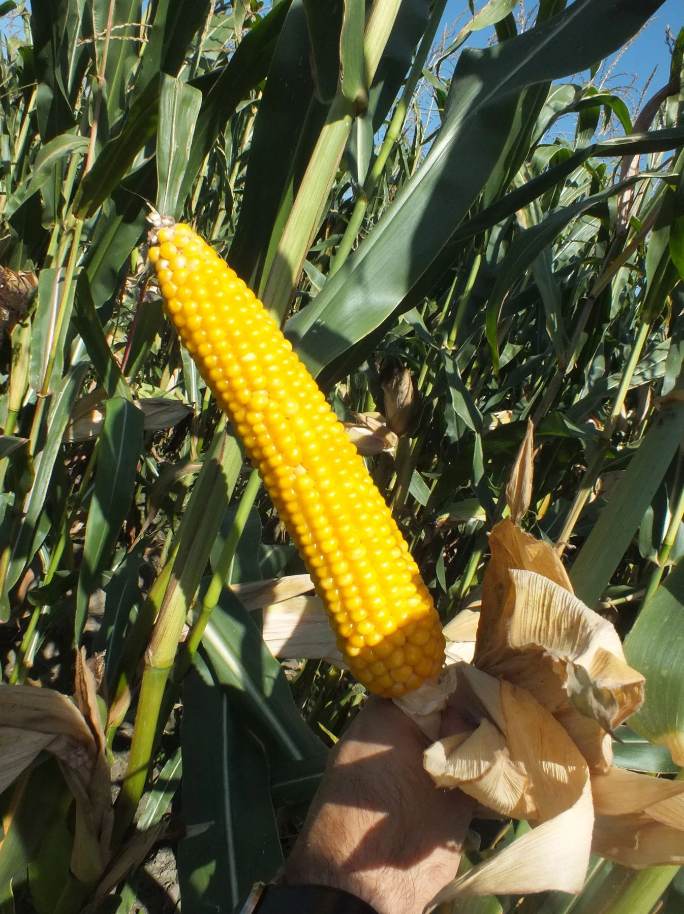 ASTROSILO FAO 240