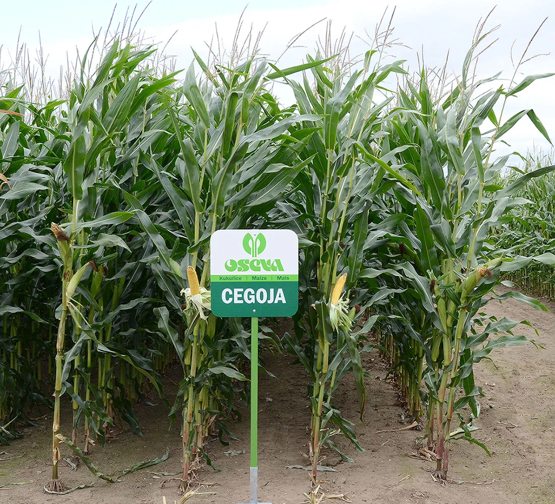 CEGOJA Fao 250/260