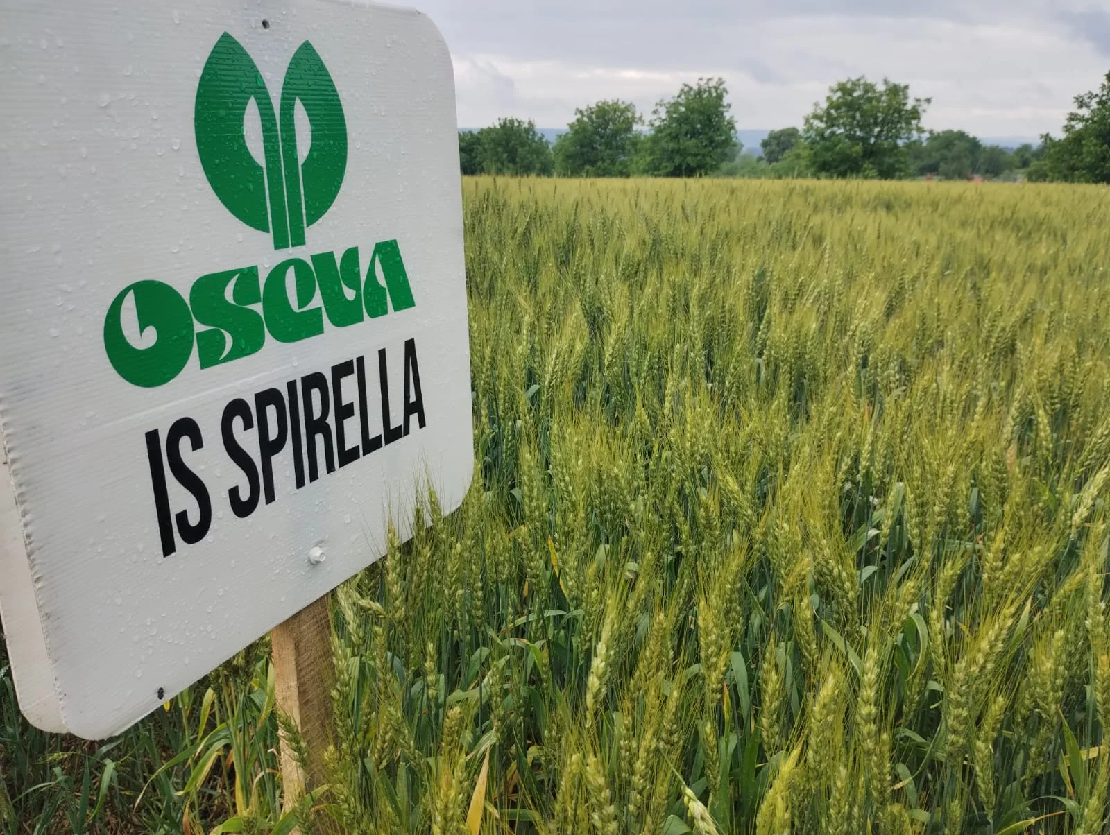 Nasiona pszenicy do siewu OZIMA IS SPIRELLA