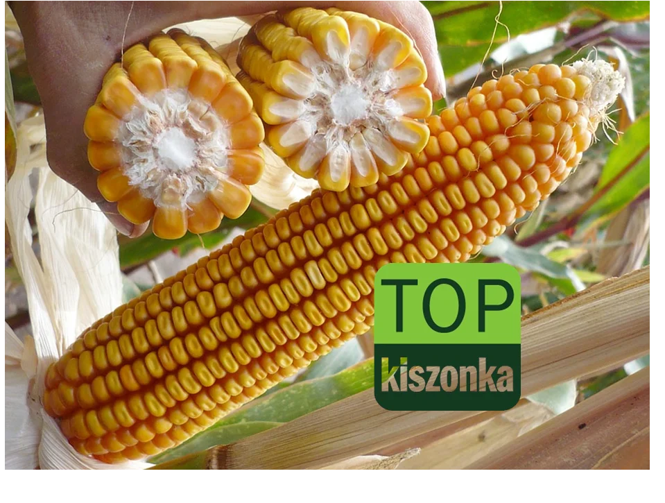 Nasiona kukurydzy do siewu CEMORA Fao 250/260