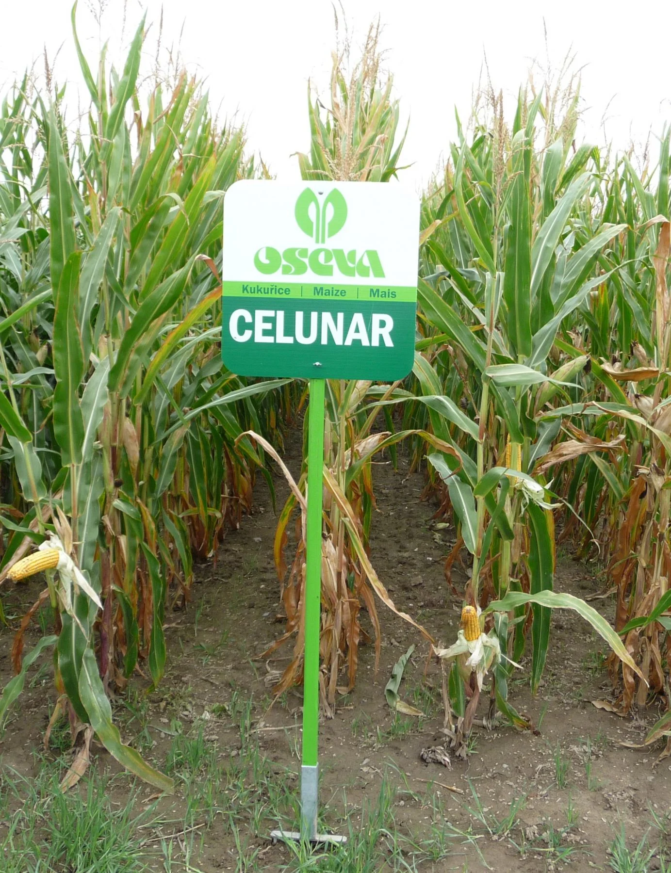 CELUNAR Fao 250