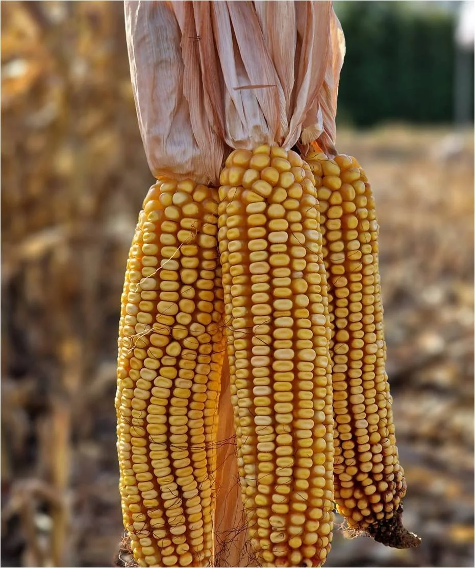 CEGUT Fao 250/260