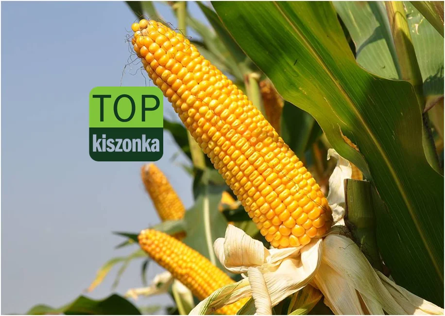 Nasiona kukurydzy do siewu ALOMBO FAO 240/250