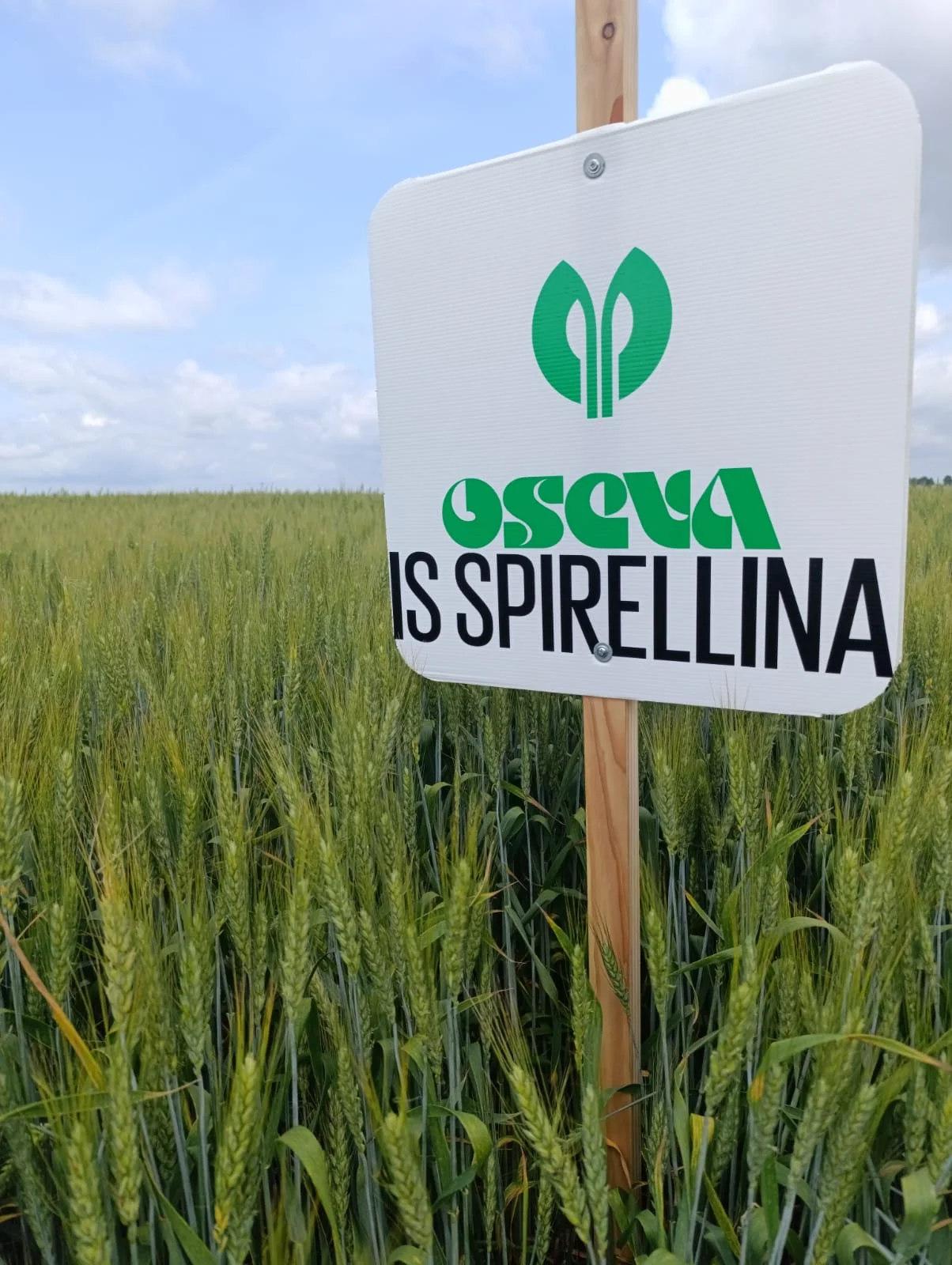 Pszenica ozima IS SPIRELLINA