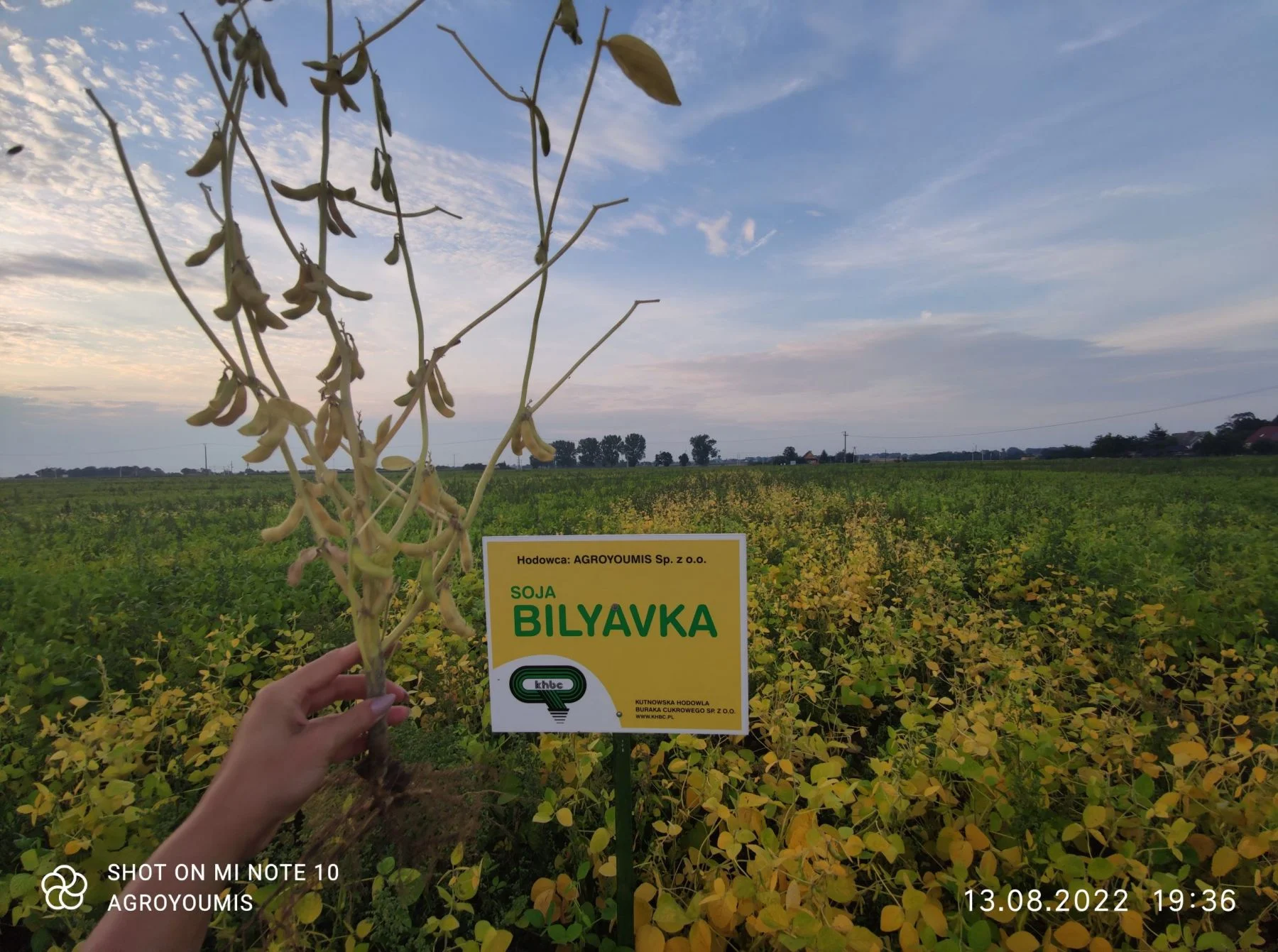 Nasiona soi do siewu BILYAVKA