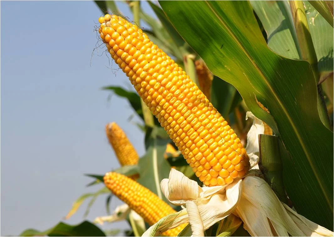 CEBERT FAO 240