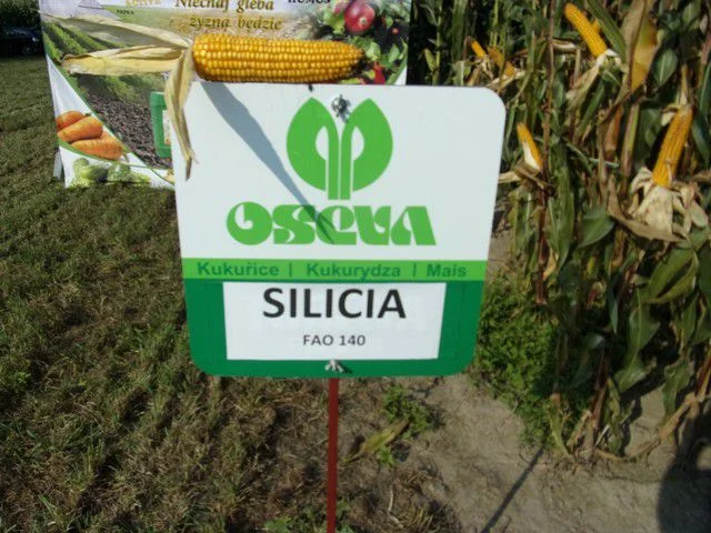 Nasiona kukurydzy do siewu SILICIANA FAO 140